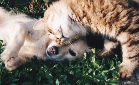 a cat and a dog laying in the grass