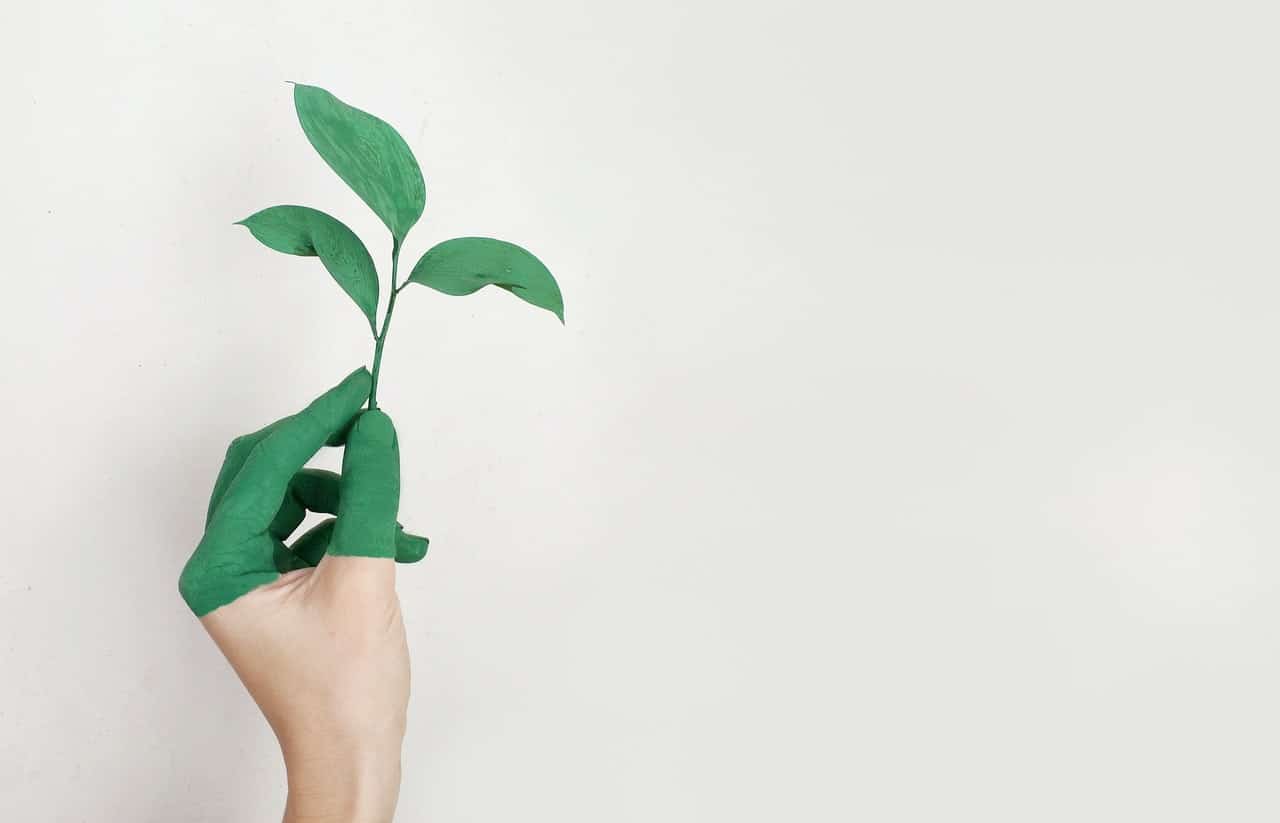 a person holding a plant with a half-painted hand in green to represent sustainability