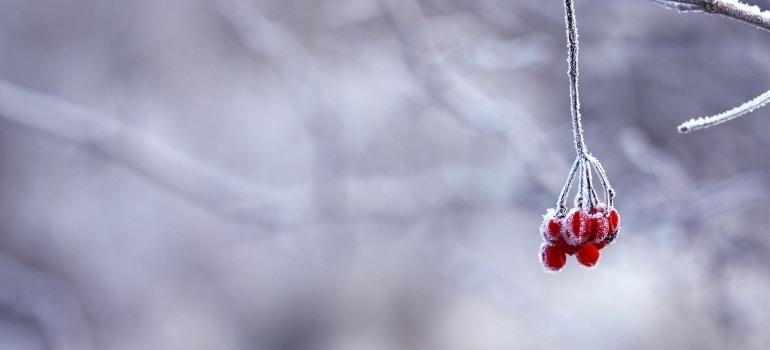 frozen berry on the tree