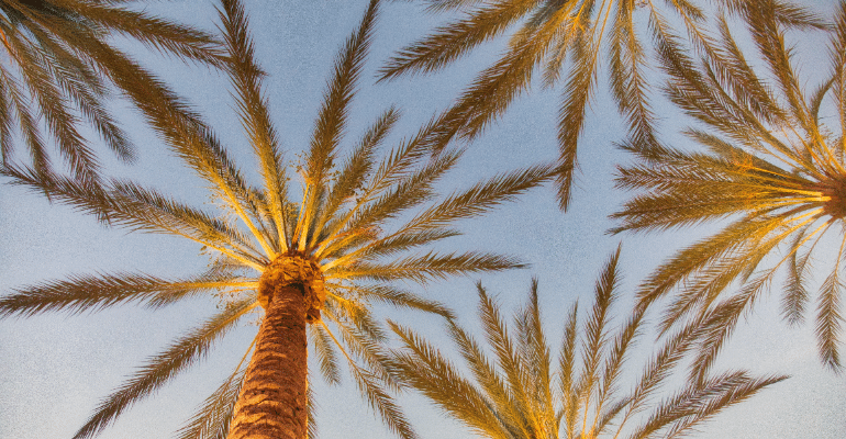 A look at the sky with palm trees spreading their leaves.