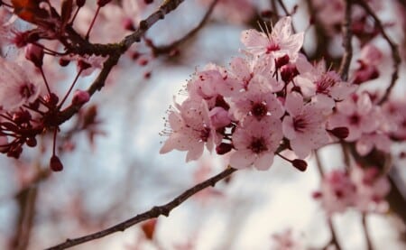 A Cherry Blossom tree.