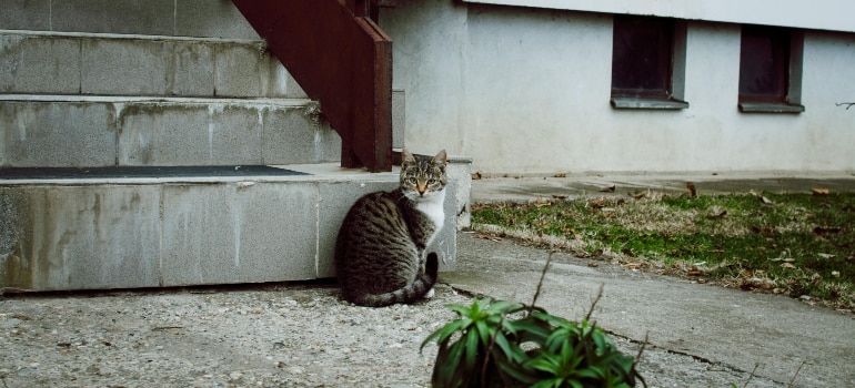 A cute kitten you see after reading a guide to Burlington's neighborhoods.